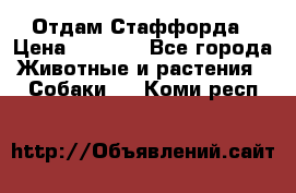 Отдам Стаффорда › Цена ­ 2 000 - Все города Животные и растения » Собаки   . Коми респ.